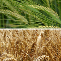 GRAU SACRAMENTO - (F) - 30 KG x 30  -  900 KG/P - KG