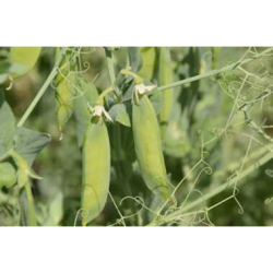 MAZARE ALVESTA - (NETRATAT)  - 40KG x 25  -  1000 KG/P - KG  COD NC: 0713 10 10