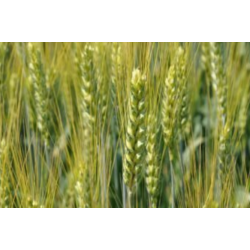 GRAU JARISSA - (F) - 40 KG x 25   -  1.000 KG/P - KG -