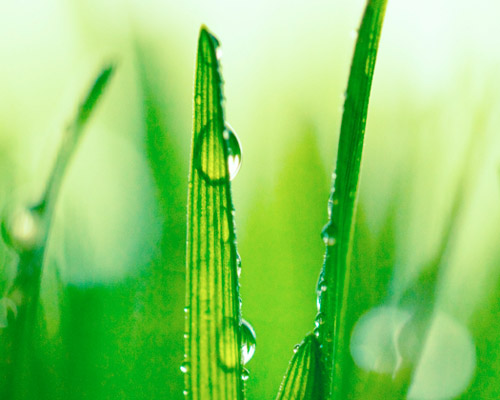 Seminte de cultura mare